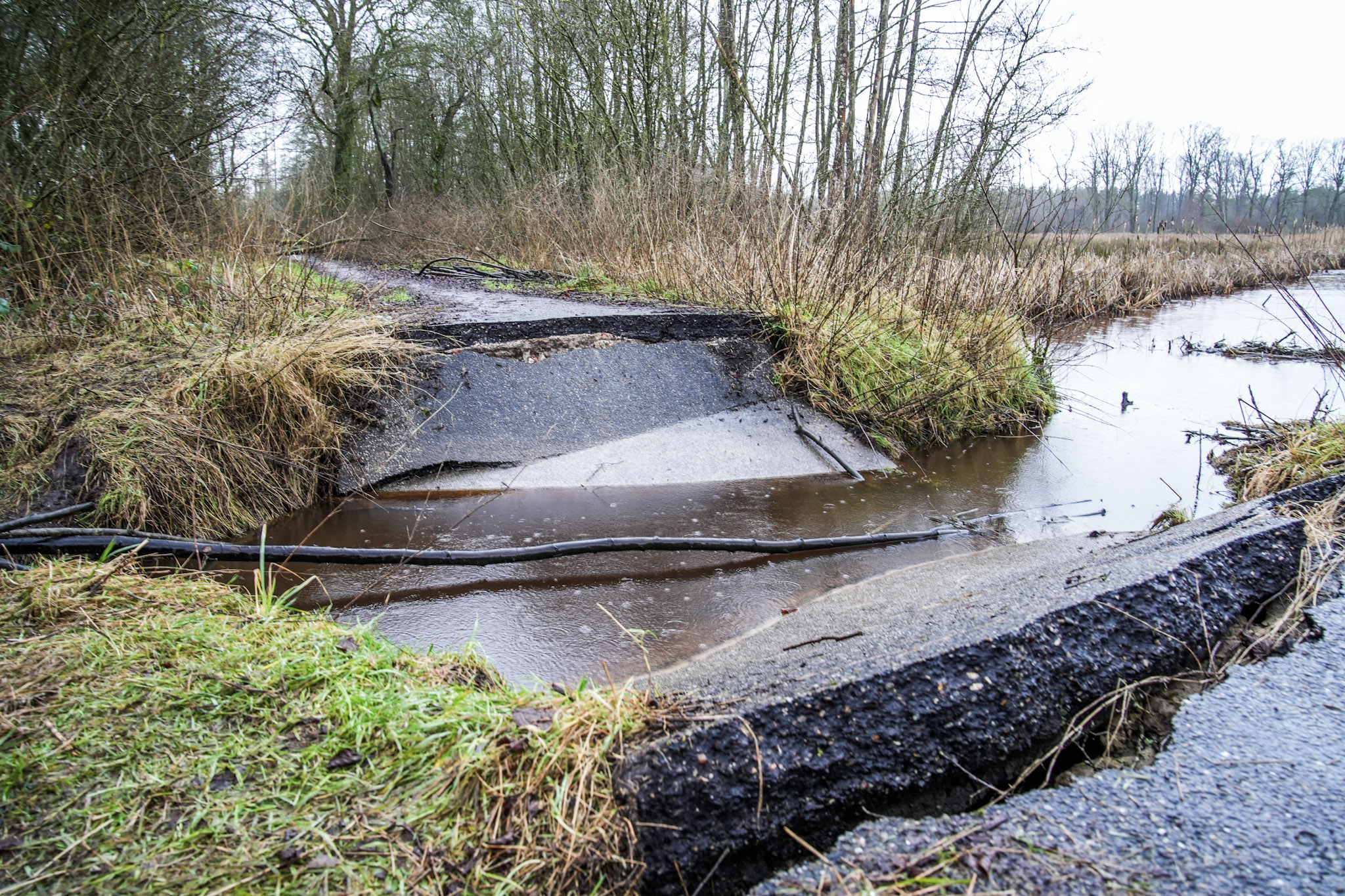 Bevers breken door fietspad Halkenbroeken en versnellen natuurherstel